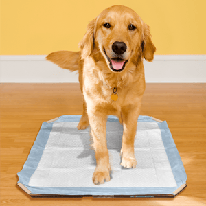 Training Pad Holder - Shopivet.com