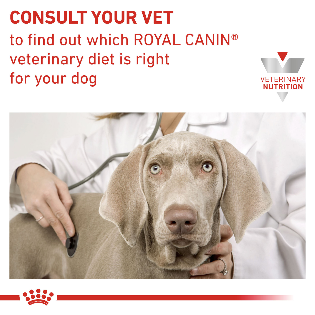 Vet Health Nutrition Canine Gastrointestinal Low Fat (Wet Food - Cans) 12 x 200 g