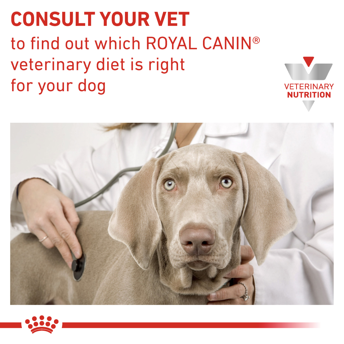 Vet Health Nutrition Canine Gastrointestinal Puppy (Wet Food - Cans) 12 x 195 g