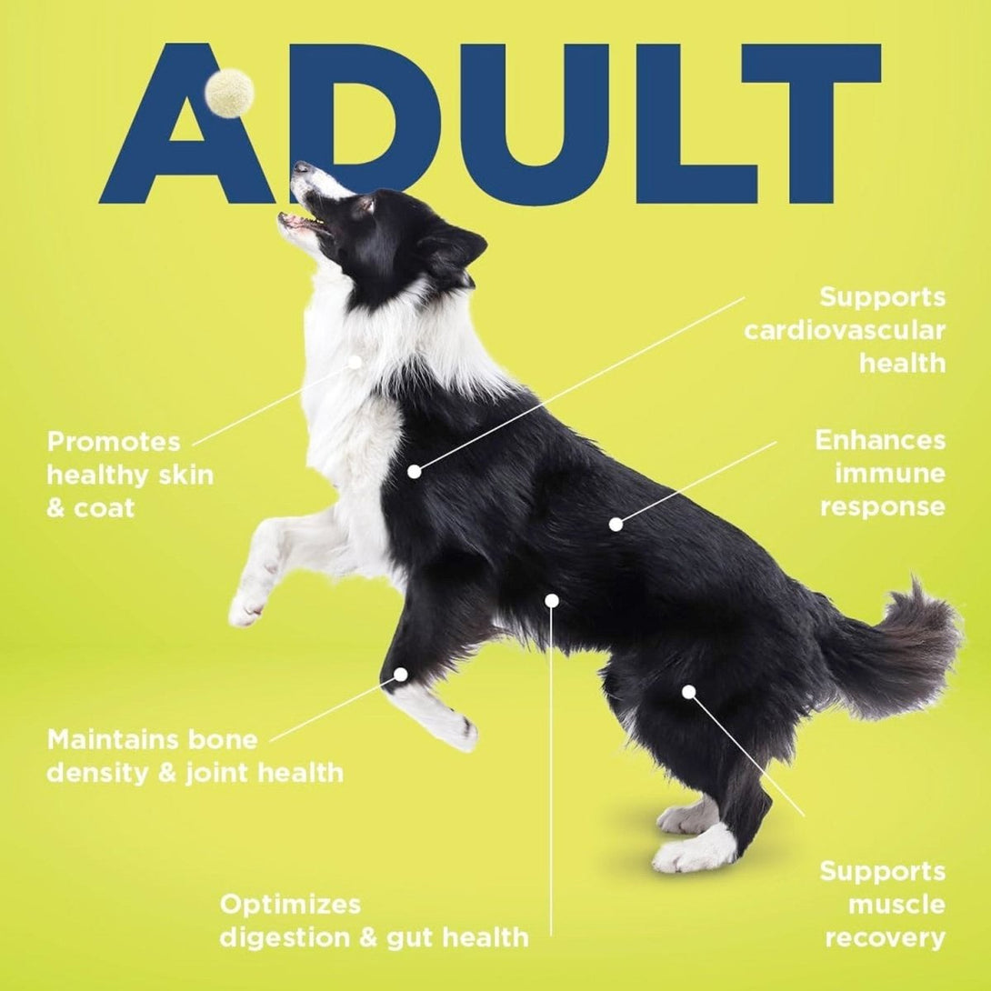 Vetericyn® ALL - IN Dog Supplement – Adult - Shopivet.com