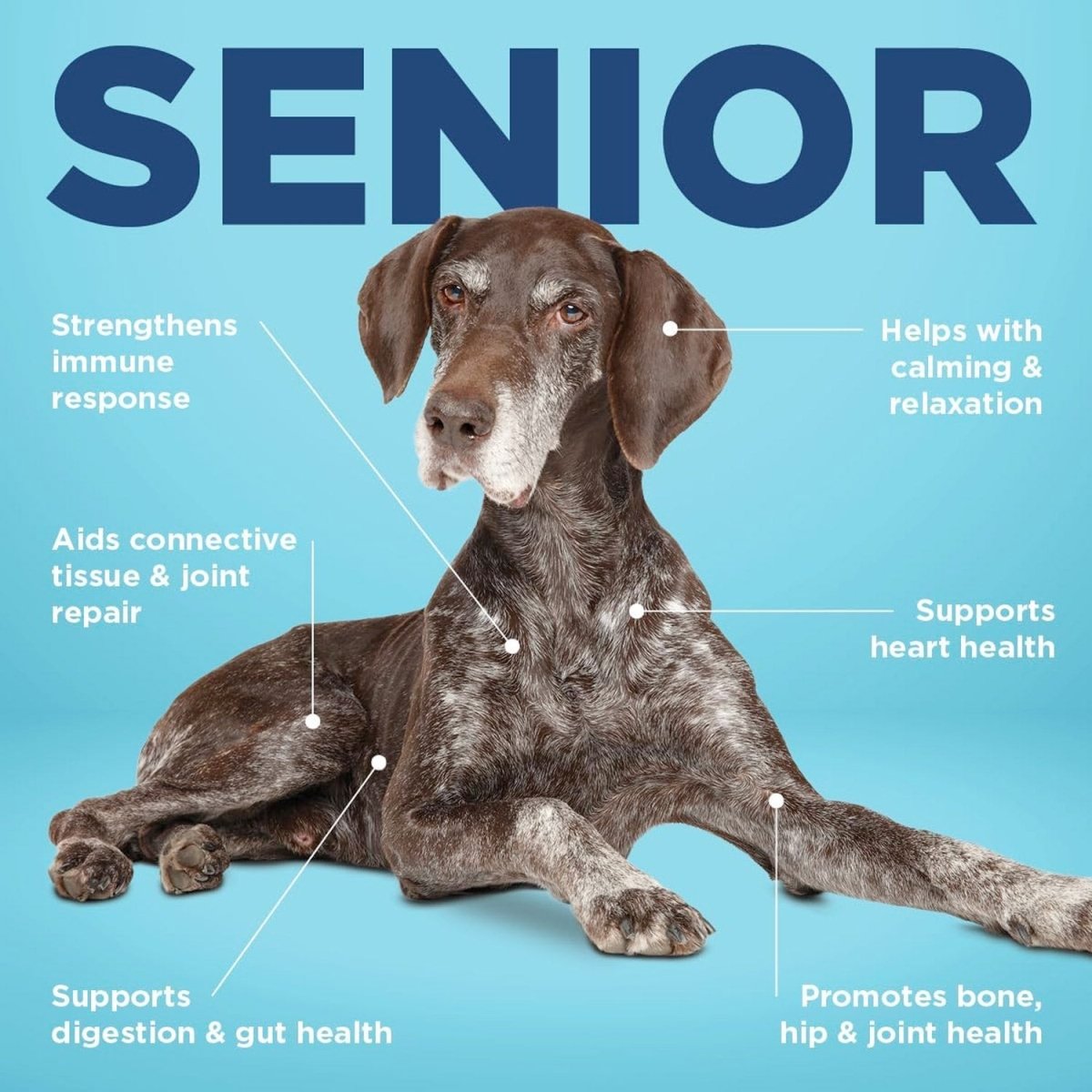 Vetericyn® ALL - IN Dog Supplement – Senior - Shopivet.com
