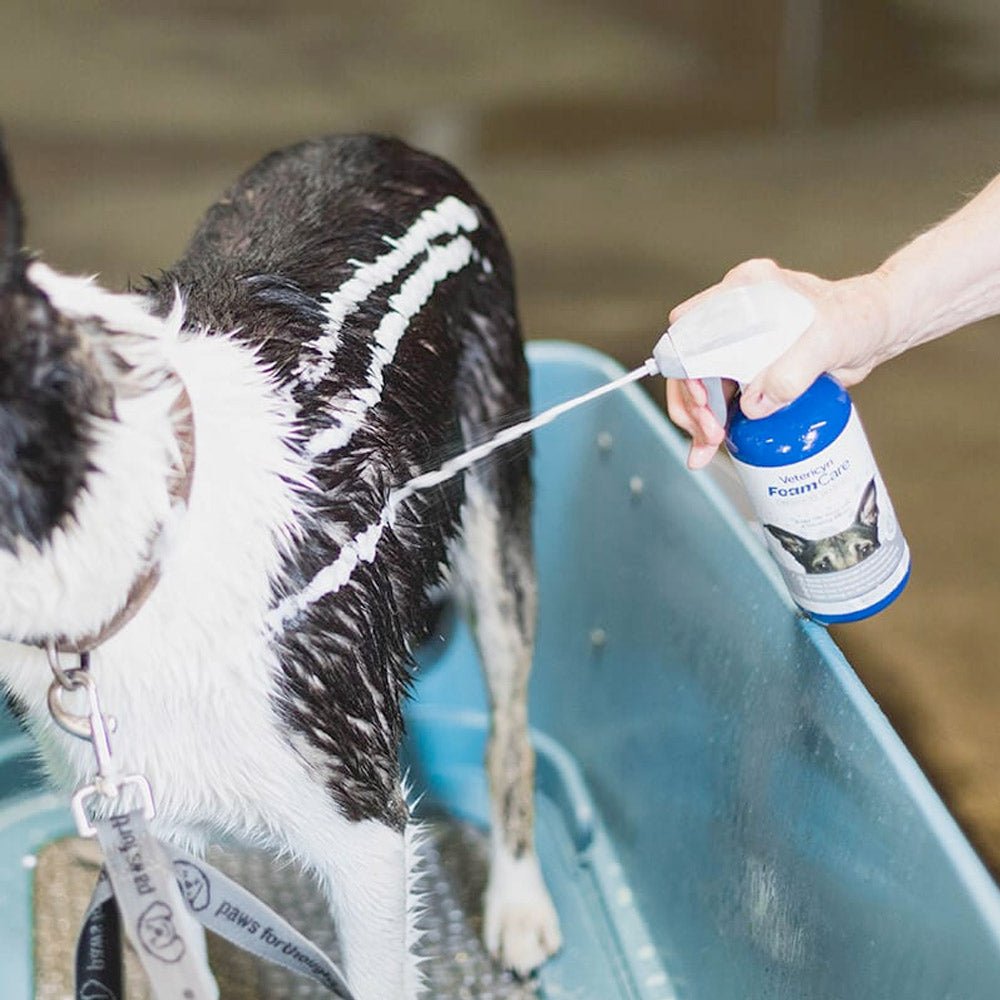 Vetericyn FoamCare® Medicated Pet Shampoo - Shopivet.com