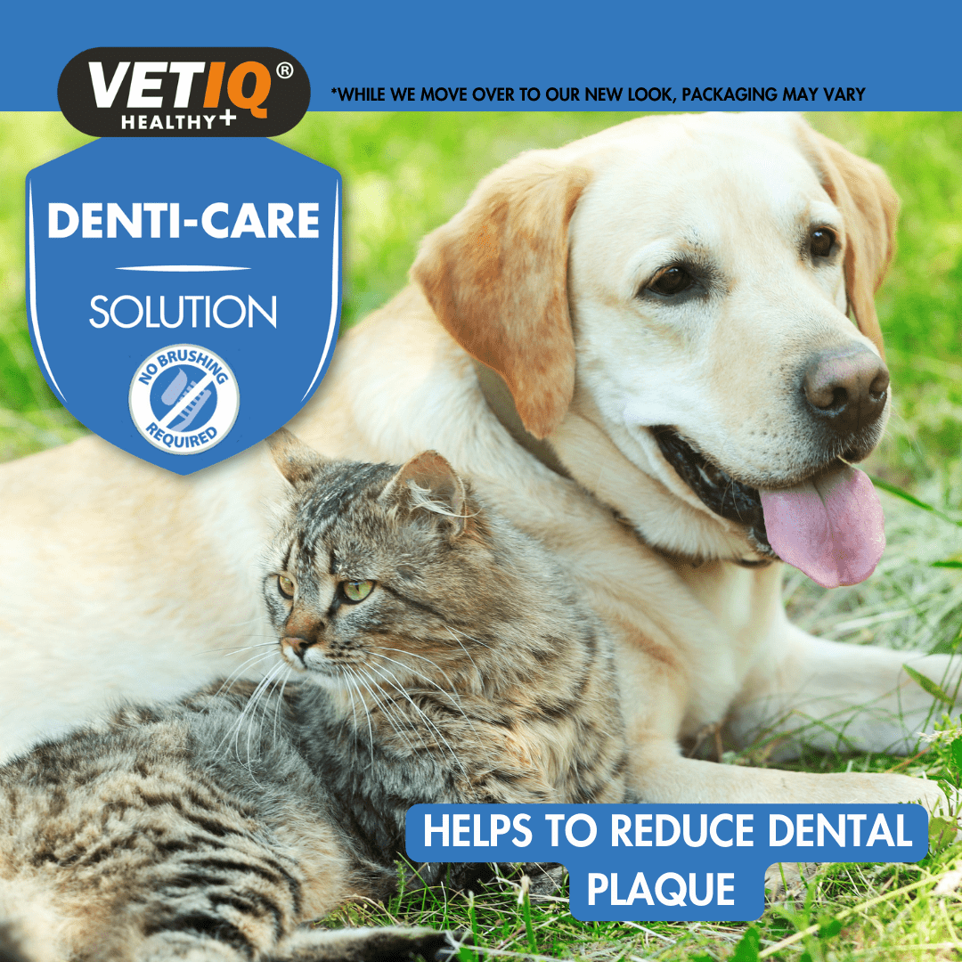 VetiQ 2in1 Denti - Care Oral Hygiene Solution 250ml - 250ML - Shopivet.com