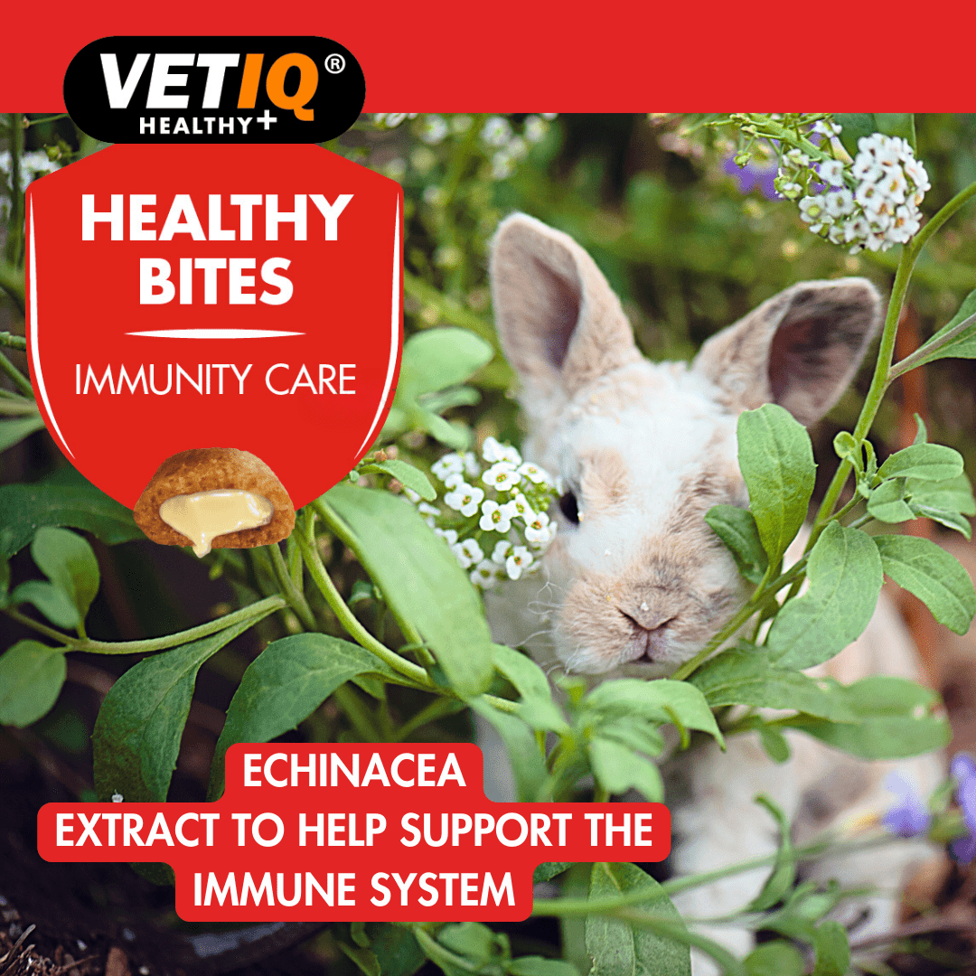 VetIQ Healthy Bites Immunity Care Small Animal Treats 30g - 30g - Shopivet.com