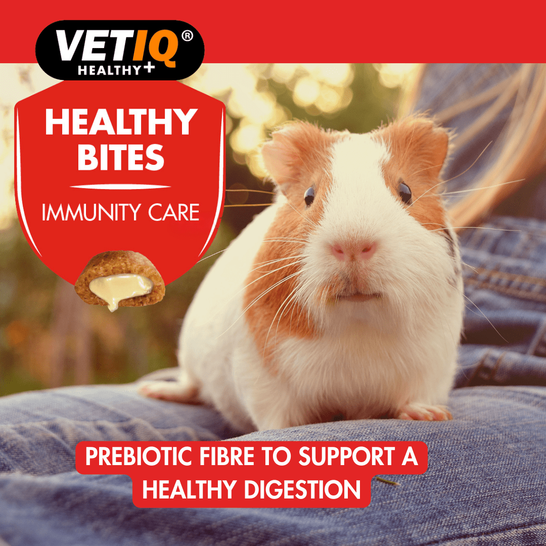 VetIQ Healthy Bites Immunity Care Small Animal Treats 30g - 30g - Shopivet.com