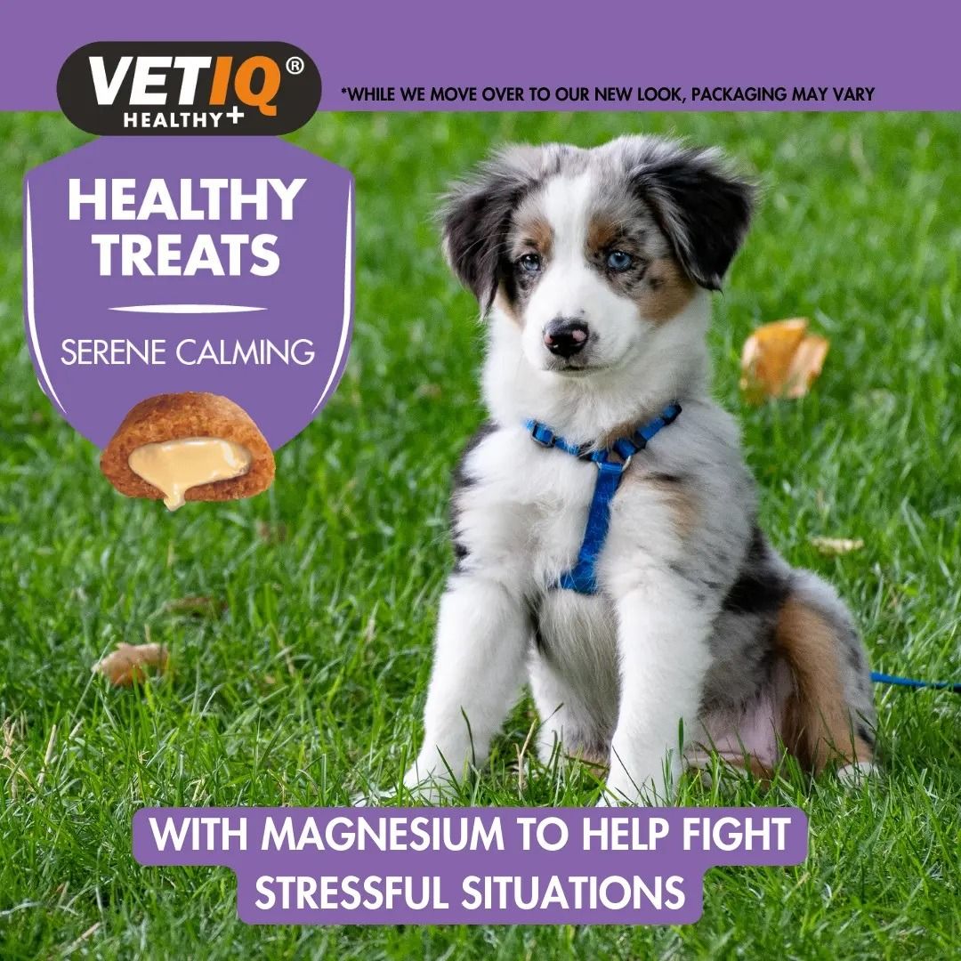 VetIQ Healthy Treats Serene Calming Dog Treats 50g - 50G - Shopivet.com