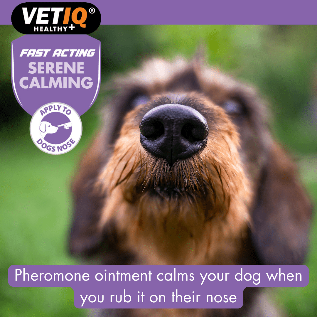 VetIQ Serene Calming Dog Ointment 50g - 50g - Shopivet.com