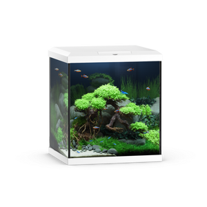 Vio Cube 54 White