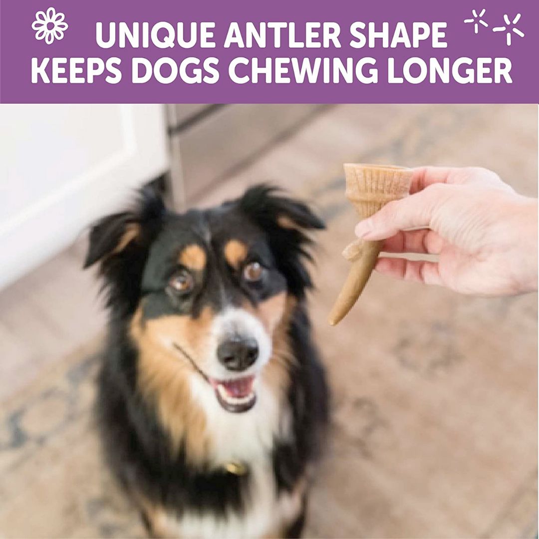 WHIMZEES Occupy Antler Natural Dental Chews for Dogs – Large (6pc) - Shopivet.com