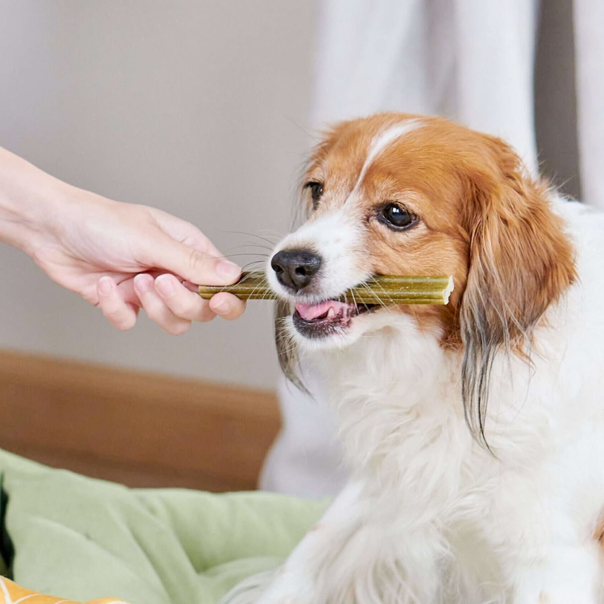Whimzees Soft Daily Dental Dog Treats Value Bag – Medium (14 pcs) - Shopivet.com