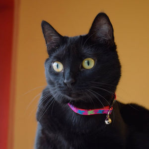 WINGIT Cat collar Originals - Without Bell - Shopivet.com