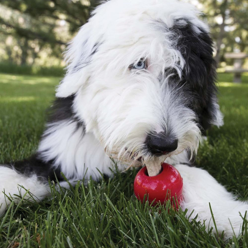 Kong Ziggies Chicken Dog Treats -