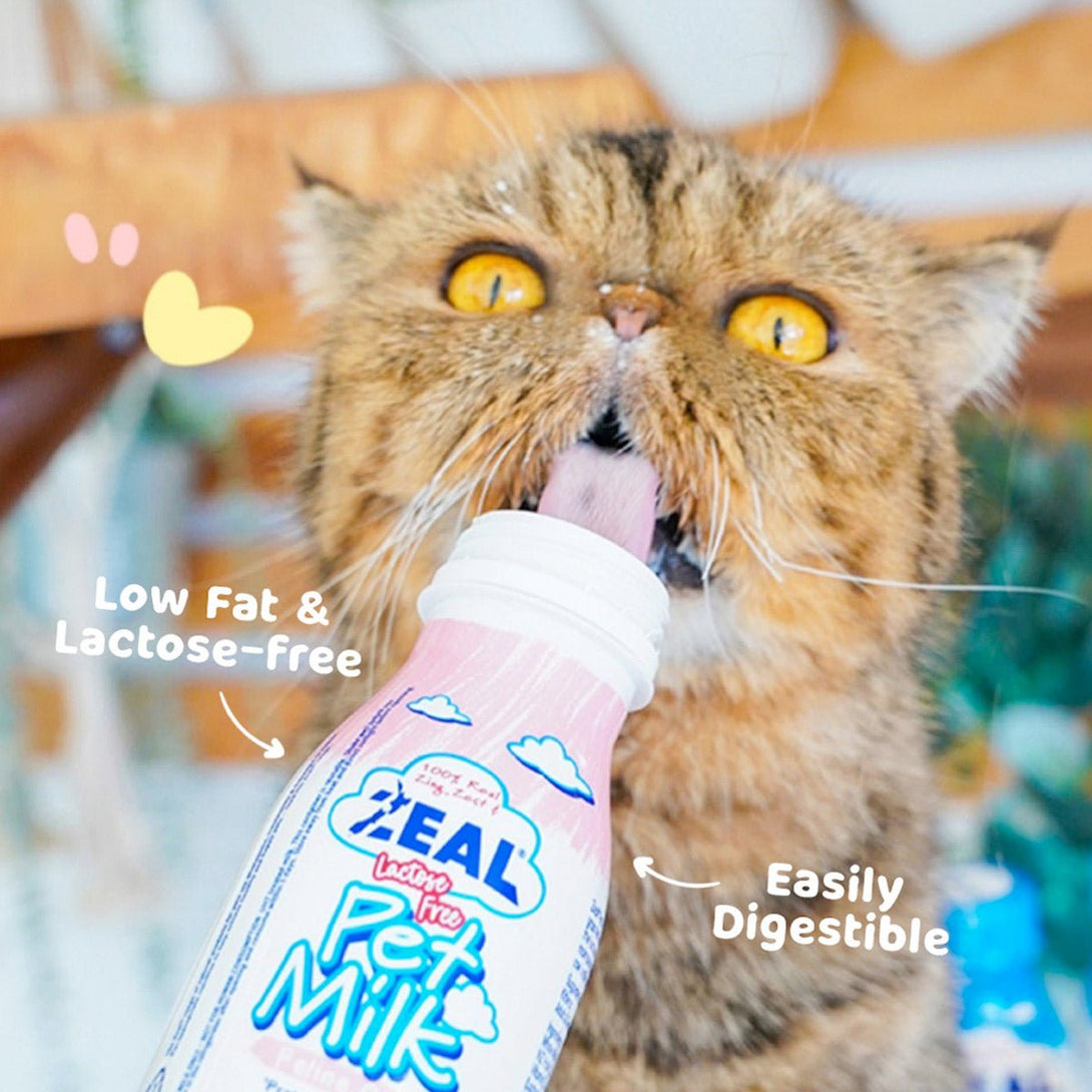 Zeal Feline Care Lactose - Free Pet Milk For Cats 255ml - Shopivet.com