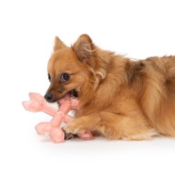 Zeus Duo Cross, 15cm, Coral, Chicken Scent - Shopivet.com