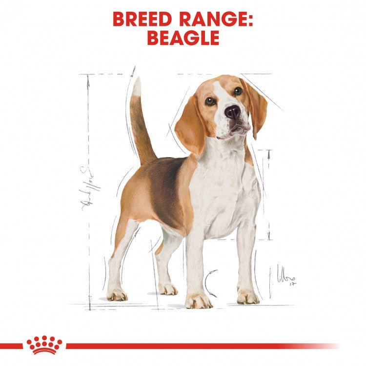 Breed Health Nutrition Beagle Adult 3 KG - Shopivet.com
