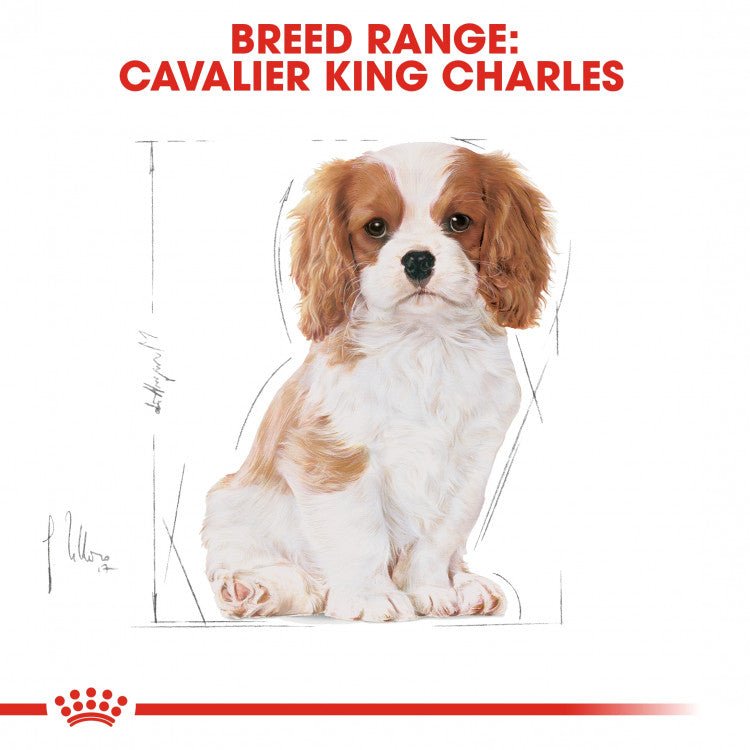 Breed Health Nutrition Cavalier King Charles Puppy 1.5 KG - Shopivet.com