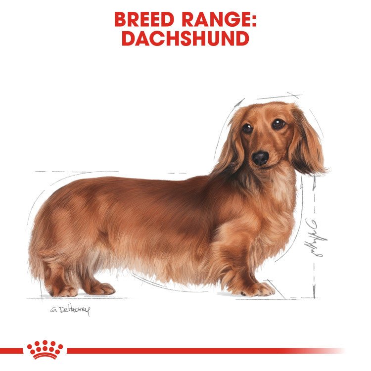 Breed Health Nutrition Dachshund Adult (WET FOOD - Pouches) - Shopivet.com