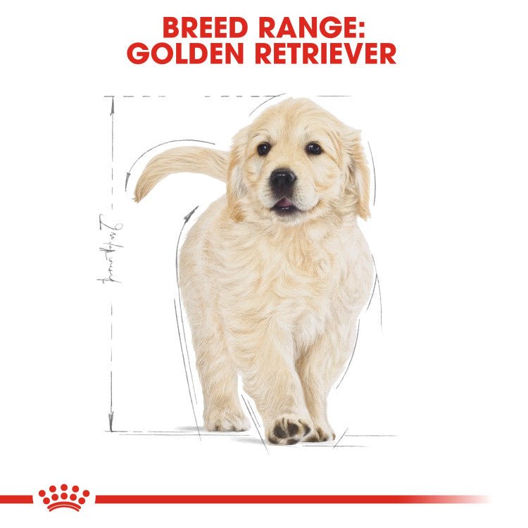 Golden retriever clearance nutrition