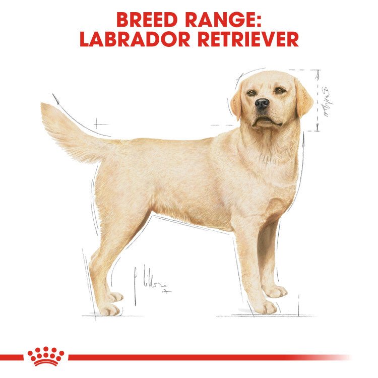 Breed Health Nutrition Labrador Adult 12 KG - Shopivet.com