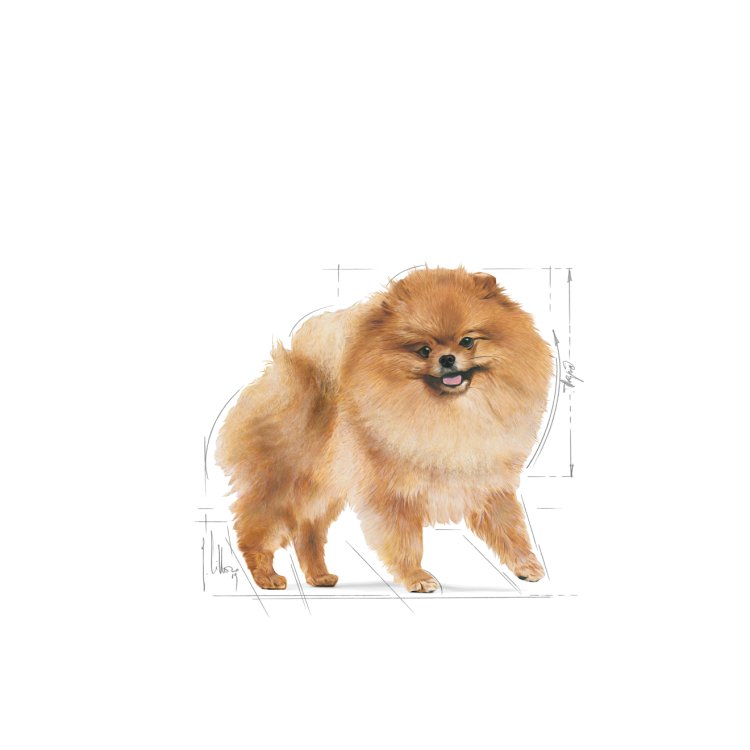 Breed Health Nutrition Pomeranian Adult 1.5 KG - Shopivet.com