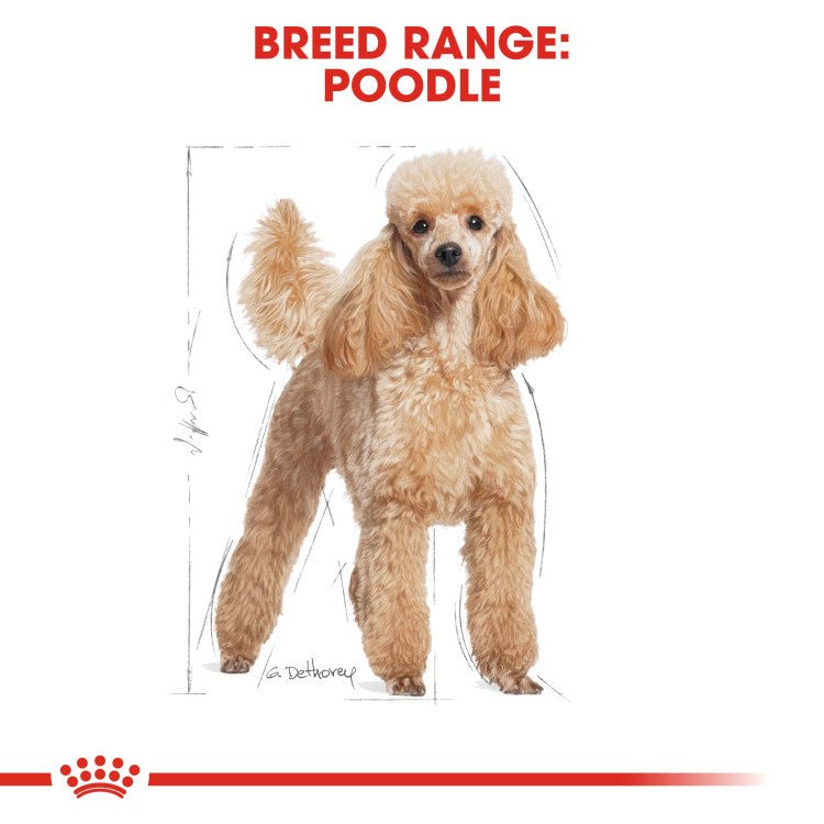 Breed Health Nutrition Poodle Adult 1.5 KG - Shopivet.com