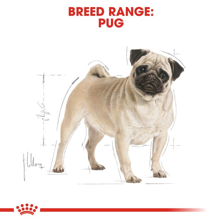 Breed Health Nutrition Pug Adult 1.5 KG - Shopivet.com