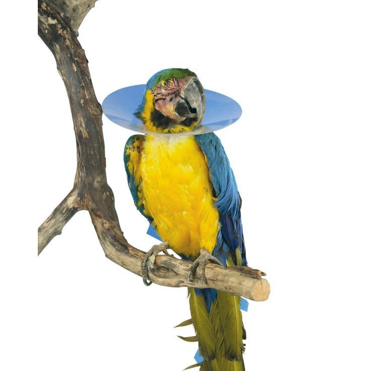 BUSTER BIRD COLLARS 200MM أطواق الطيور - Shopivet.com