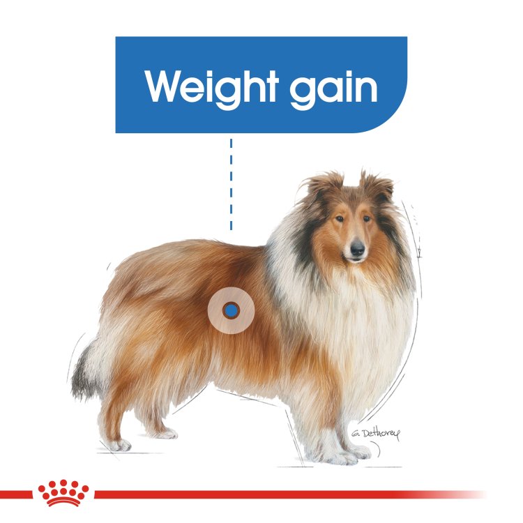 Canine Care Nutrition Maxi Light Weight Care 12 KG - Shopivet.com