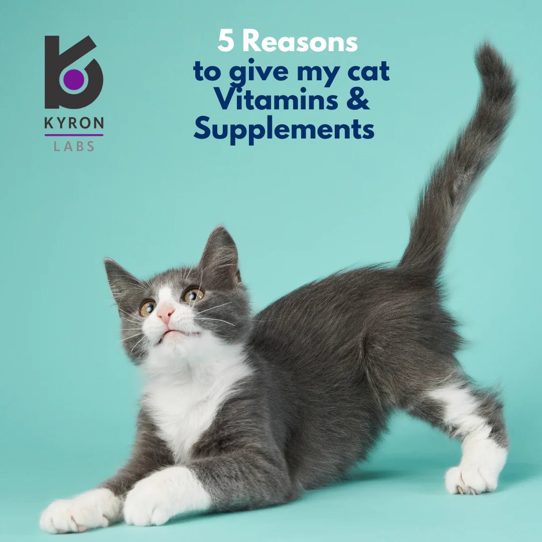 Feli-Vit Vitamin, Mineral and Protein Supplement - Shopivet.com