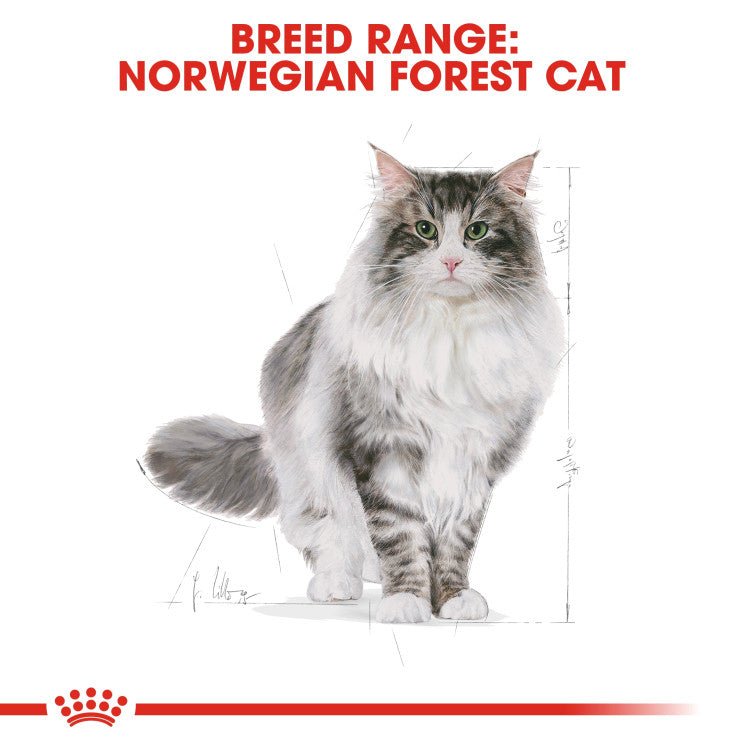 Feline Breed Nutrition Norwegian Forest Cat Adult 2 KG - Shopivet.com