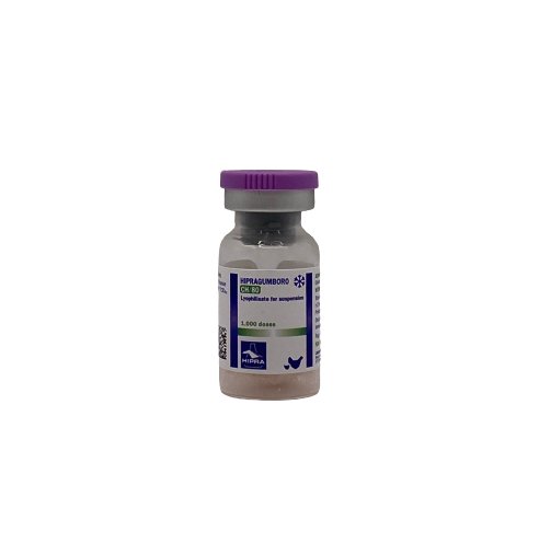 Hipra Gumboro CH80 1000DS - Shopivet.com