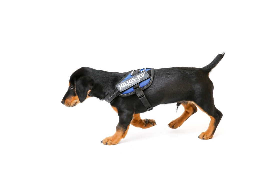 IDC POWERHARNESS - BLUE / SIZE BABY 1 - Shopivet.com