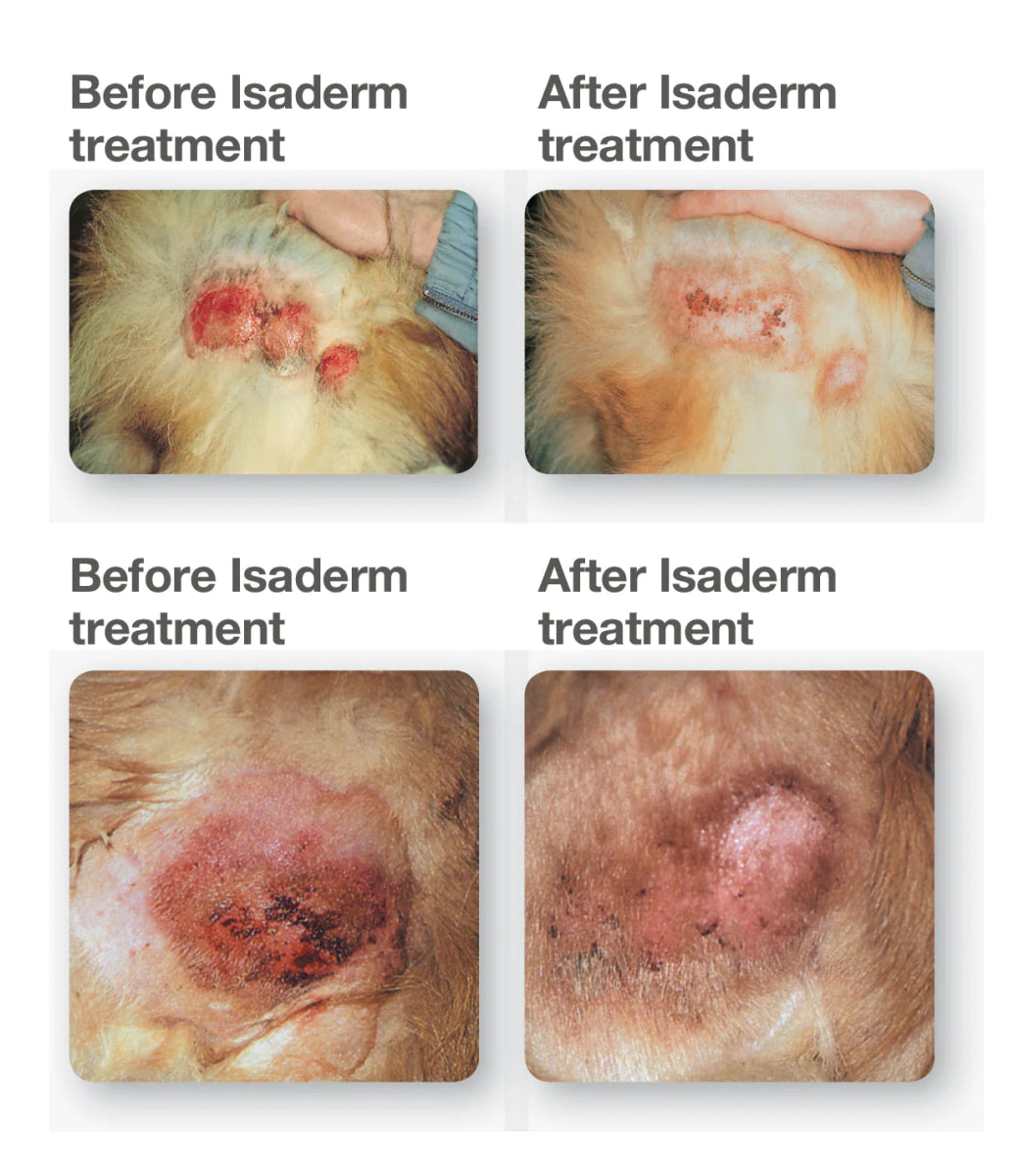 Isaderm gel for dogs best sale