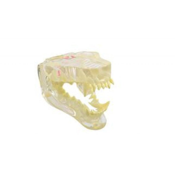 KRUUSE CLEAR CANINE JAW MODEL WITH INFORMATION CARD نموذج فك الكلاب - Shopivet.com