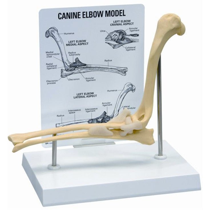 KRUUSE REHAB ANATOMICAL MODEL, CUBITUS (ELBOW) - Shopivet.com