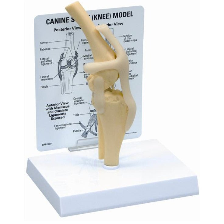 KRUUSE REHAB ANATOMICAL MODEL, GENU (KNEE) - Shopivet.com