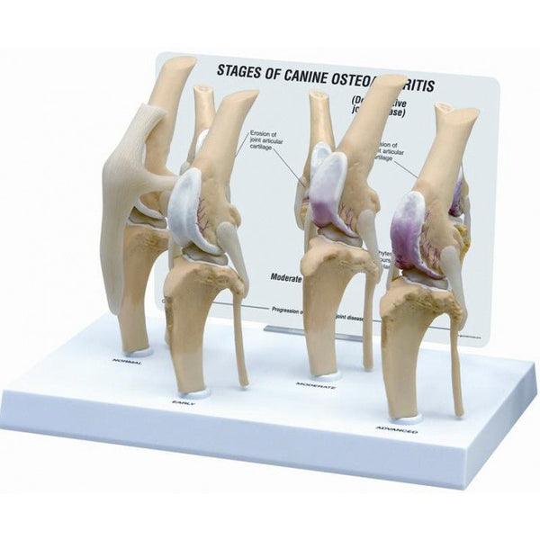 KRUUSE REHAB ANATOMICAL MODEL, KNEE IN FOUR PHASES - Shopivet.com