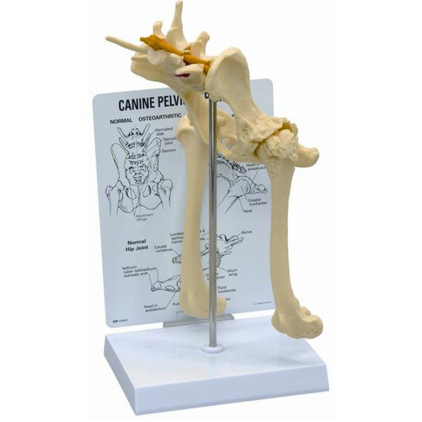 KRUUSE REHAB ANATOMICAL MODEL, PELVIS - Shopivet.com