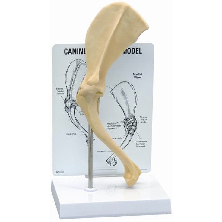 KRUUSE REHAB ANATOMICAL MODEL, SCAPULA (SHOULDER) - Shopivet.com