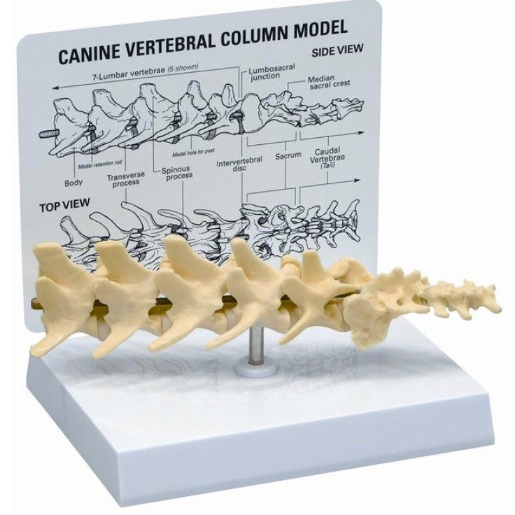 KRUUSE REHAB ANATOMICAL MODEL, VERTEBRAL COLUMN - Shopivet.com