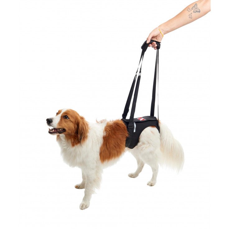 KRUUSE REHAB LIFTING HARNESS, HIND LEGS, M - Shopivet.com