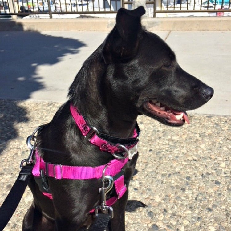 Small Satin Lined Martingale Collar - Shopivet.com